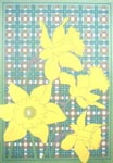 Daffodil, Ed 83, 9x13