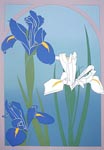 Blue and White Iris, Ed 88, 9x13